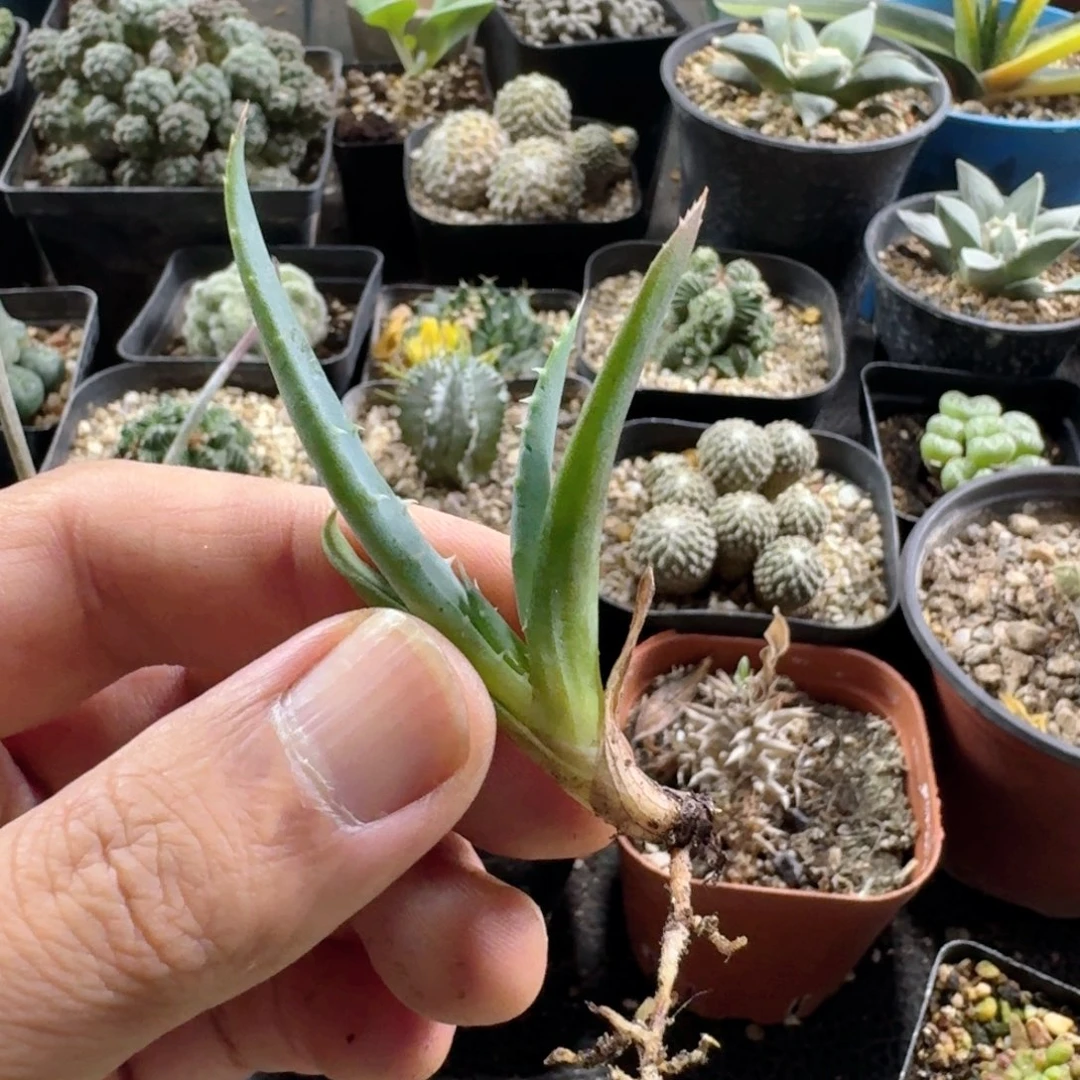760推进器芦荟脱土发货