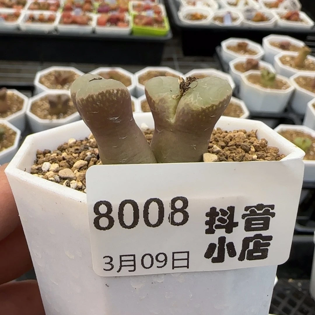 D**肉3.9。 风铃。 8008