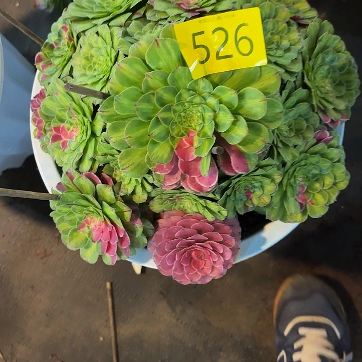 多肉植物知否526一