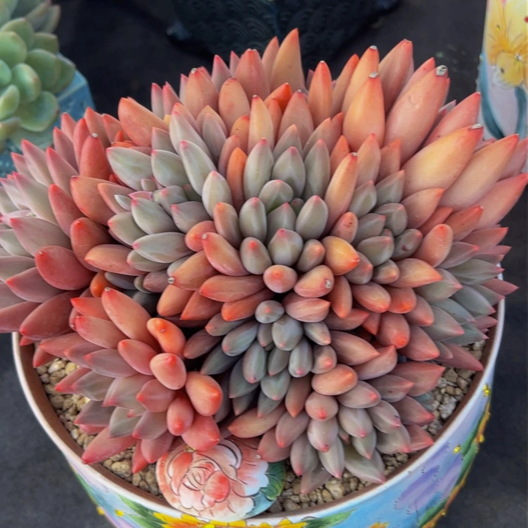 鑫****）多肉植物保护研究所