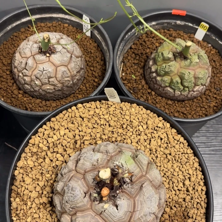 1280一颗任意挑龟甲龙带盆包邮