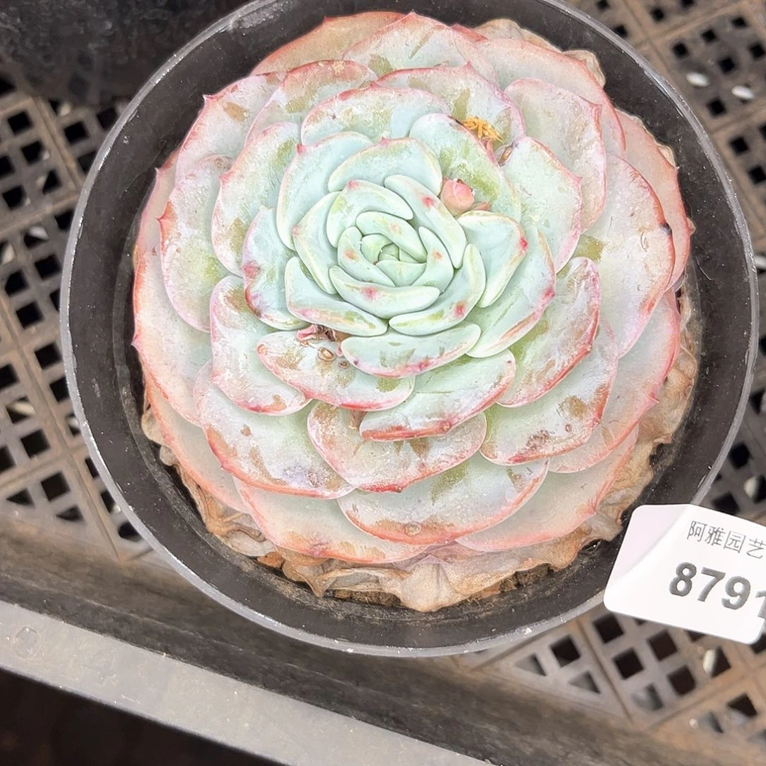 阿雅园艺         8791大饼勃朗峰