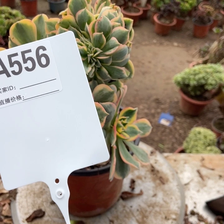 三***资556灿烂灿烂灿烂灿烂