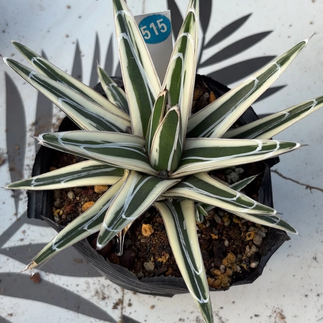 515龙舌兰冰山脱土发货