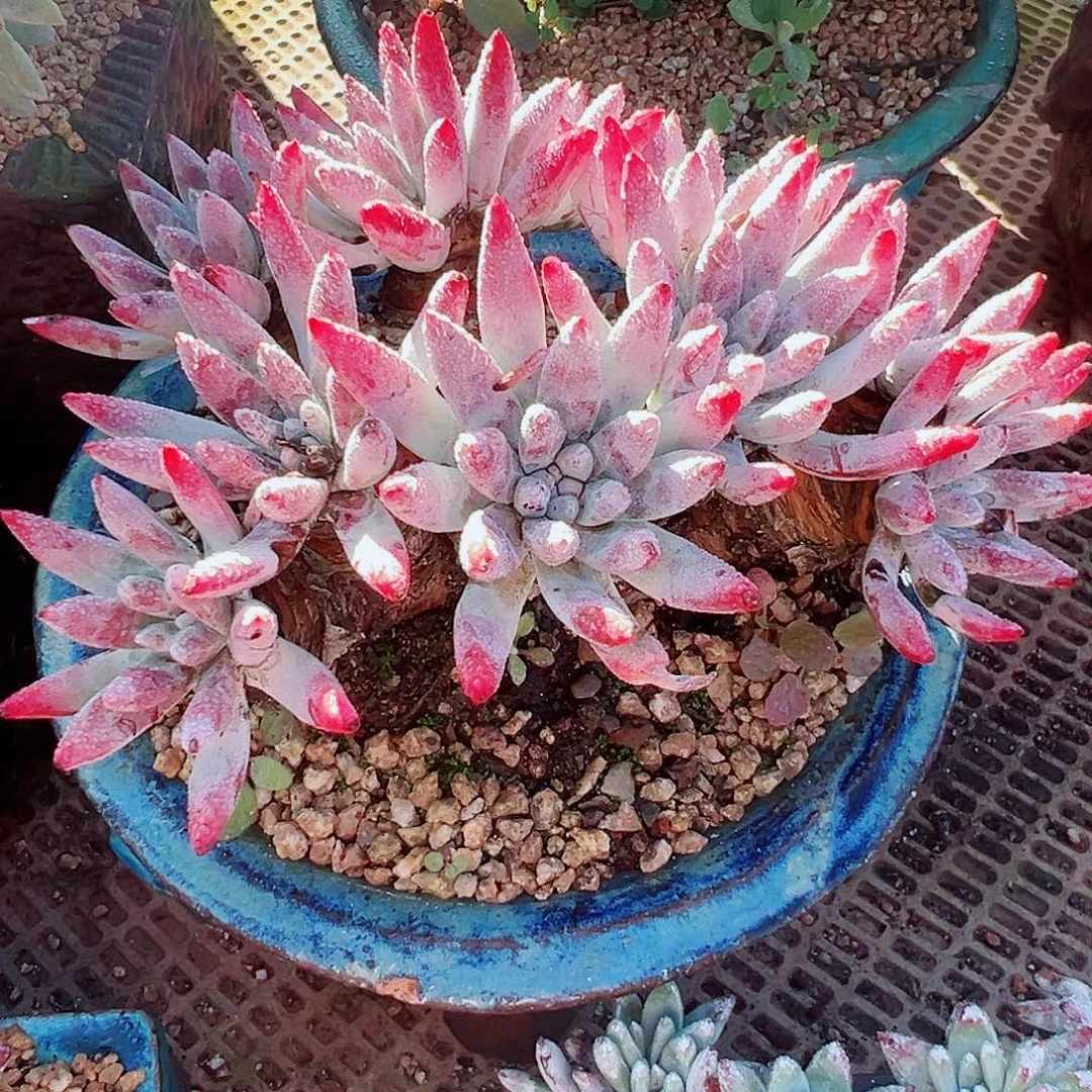 8881野生海瑟仙女杯多肉