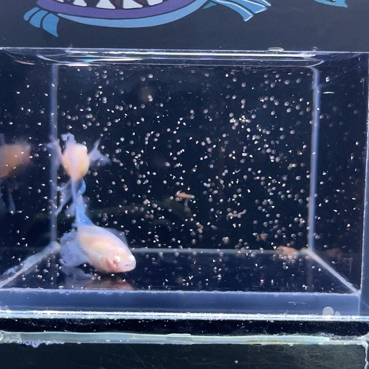 孔雀鱼蓝白绣球的球