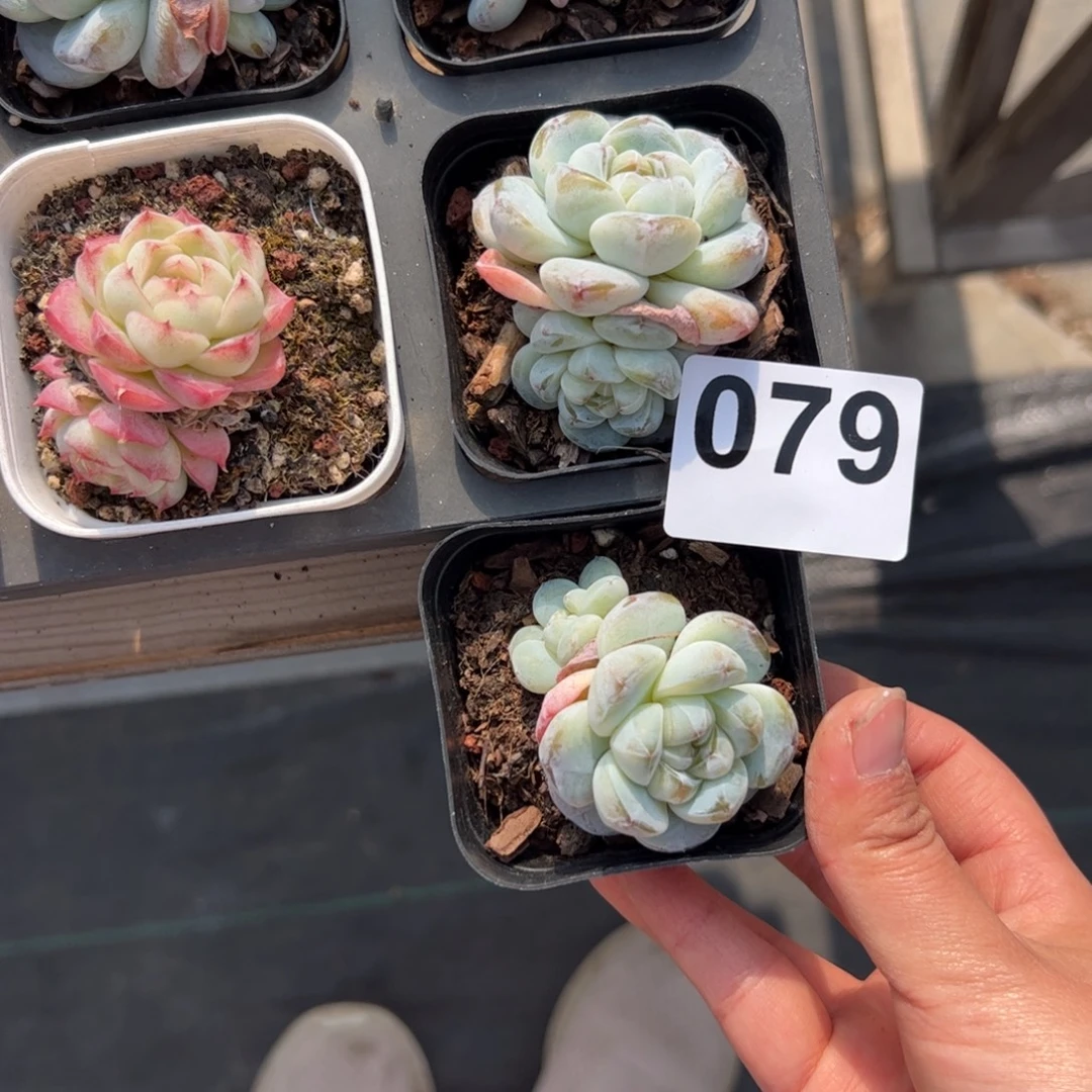 翻***里079 多肉植物组合盆栽