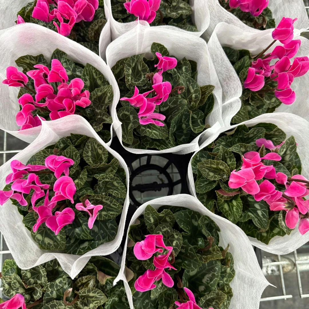 【夏日霓粉】仙客来花卉盆栽带花苞室内室外客厅阳台观花植物耐寒