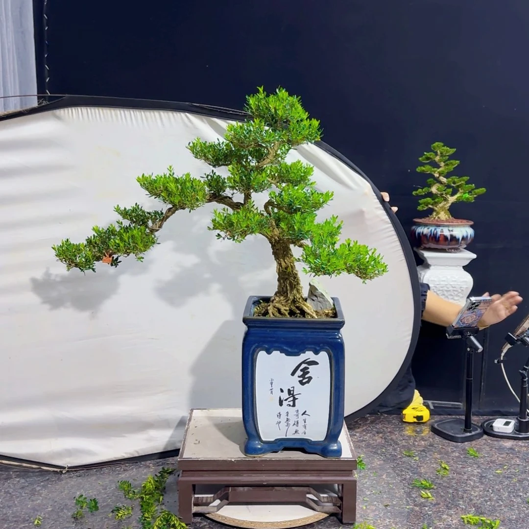 当前无花朵，栽培后可花朵