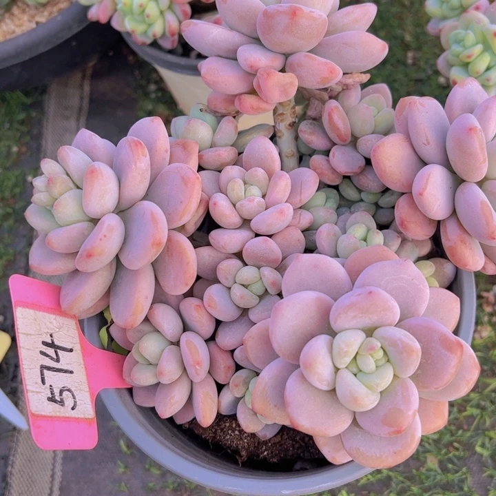 健健康康平平安安