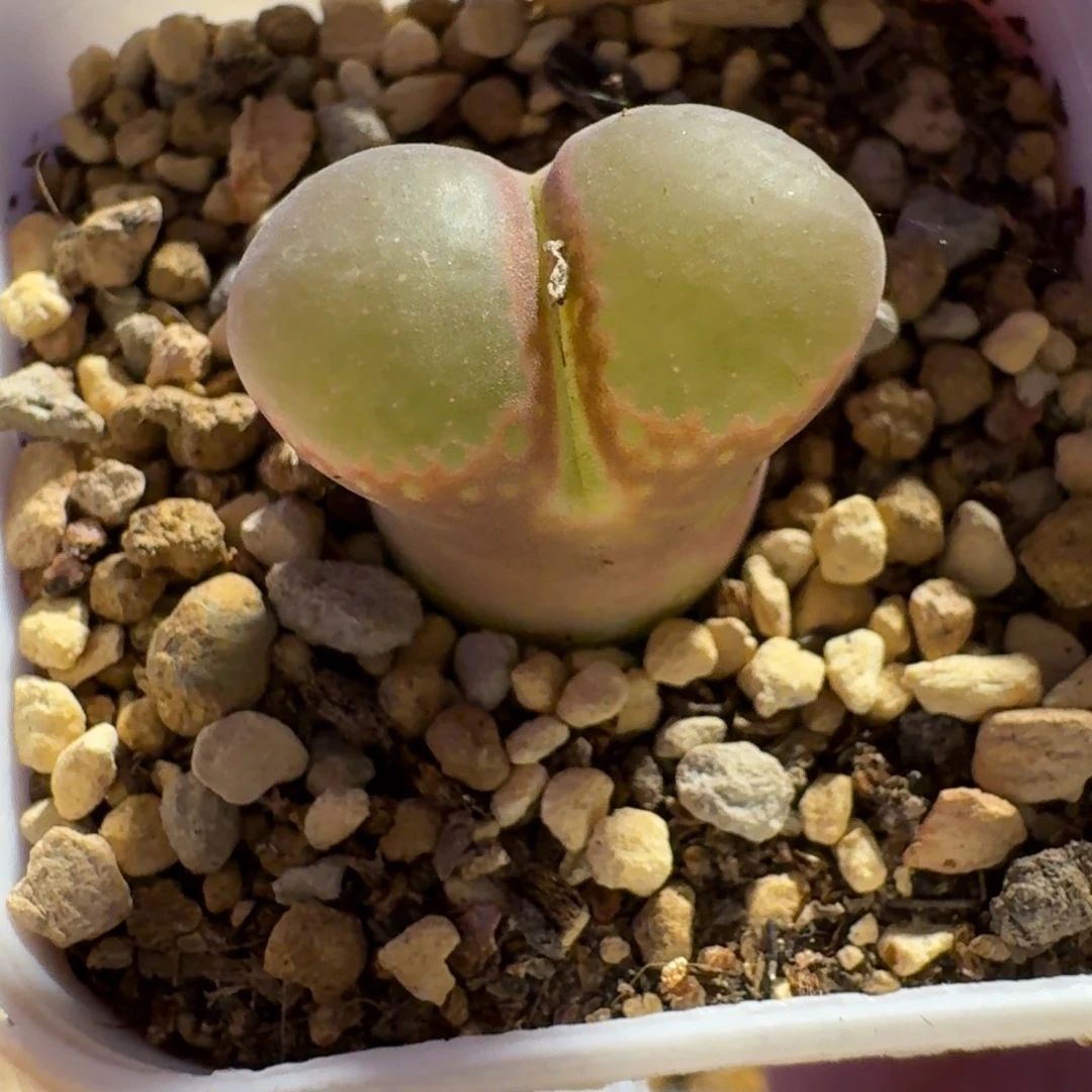 Ｒ*多肉...............