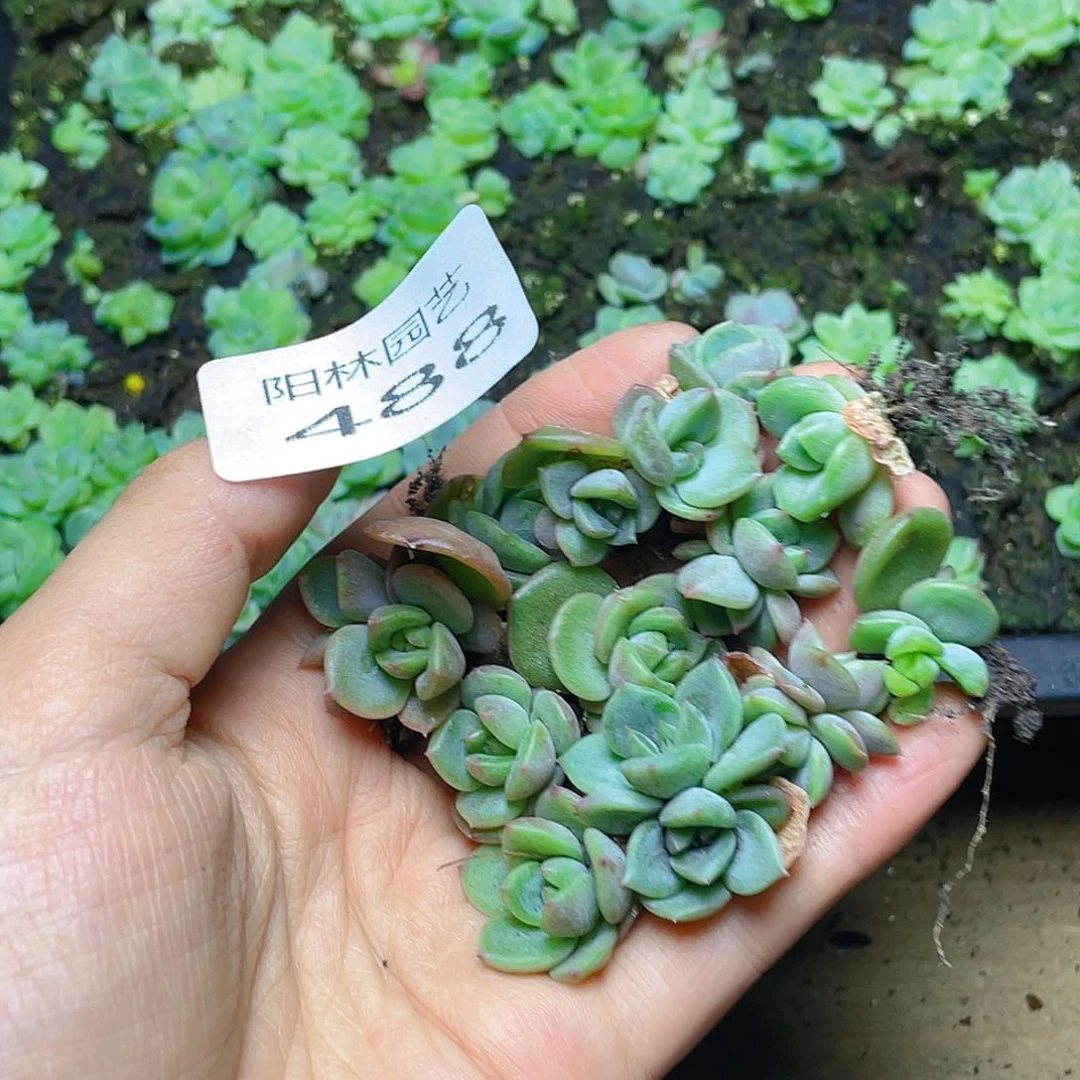 多肉植物多肉植物488