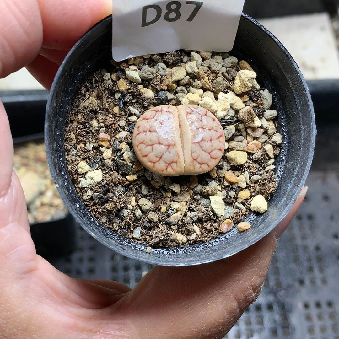 D87多肉植物保护研究所
