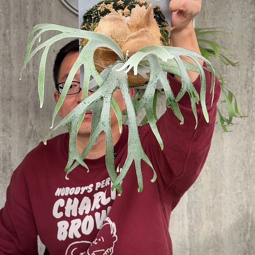 完全开放春日暖阳鹿角蕨春野花园