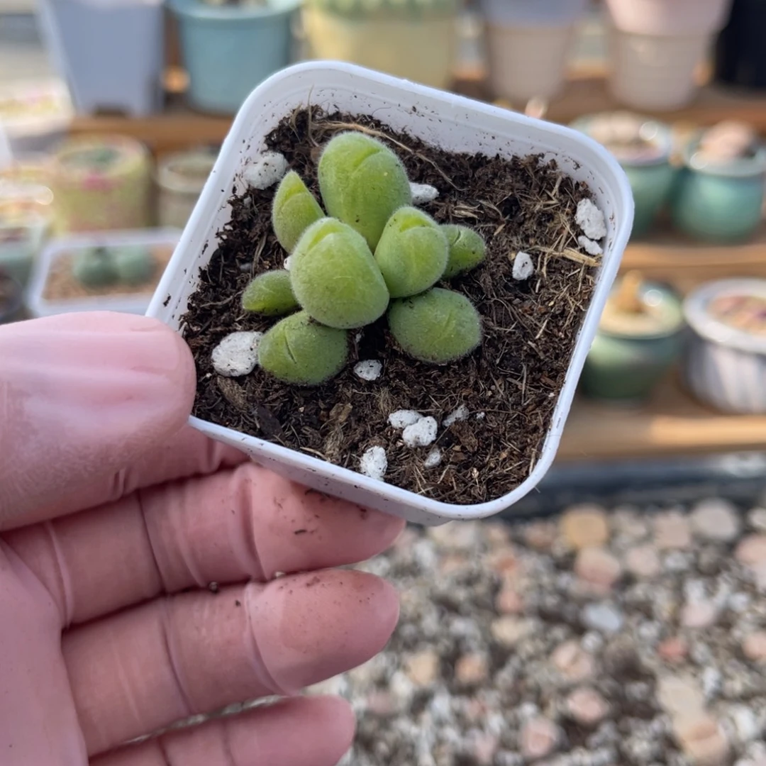 多肉植物一物一拍56