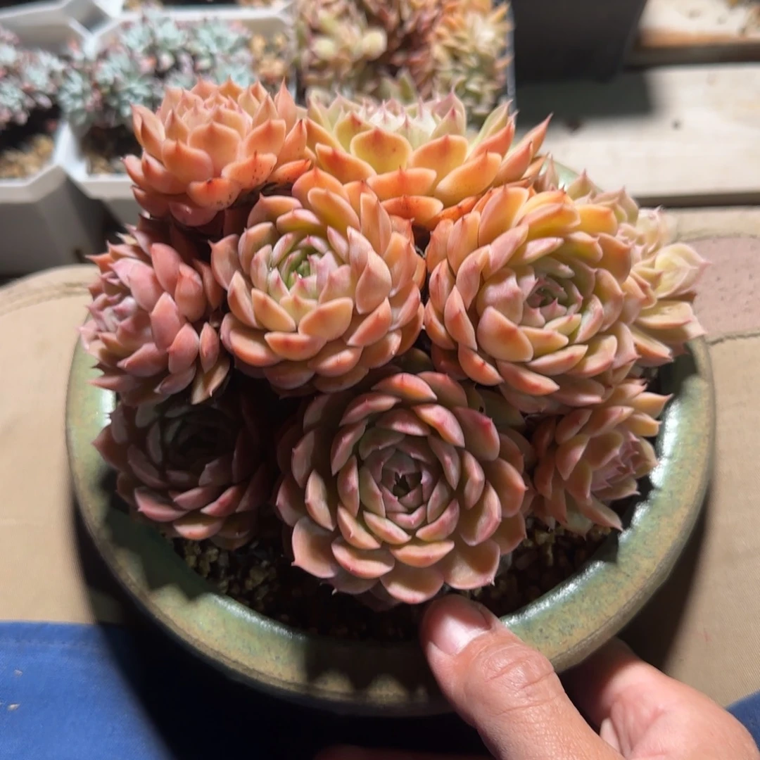 昂斯诺老桩多肉五十包邮