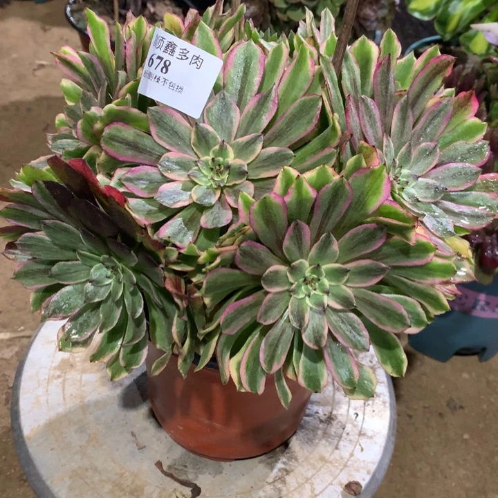 678奥黛丽多肉植物特价