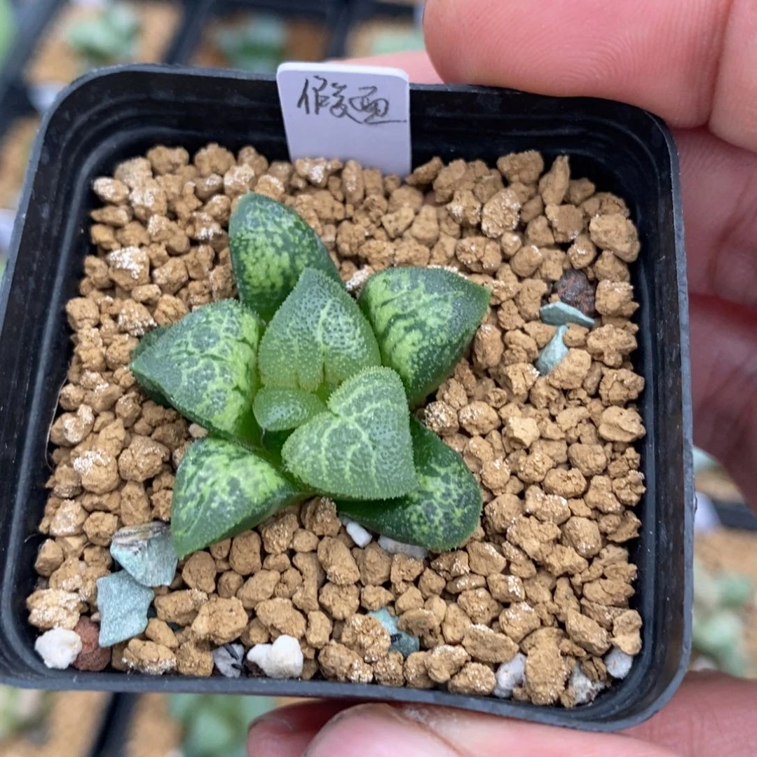 一颗假面实生。