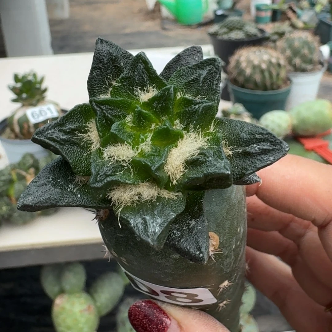 【闪购商品】无花朵纯种龙角908