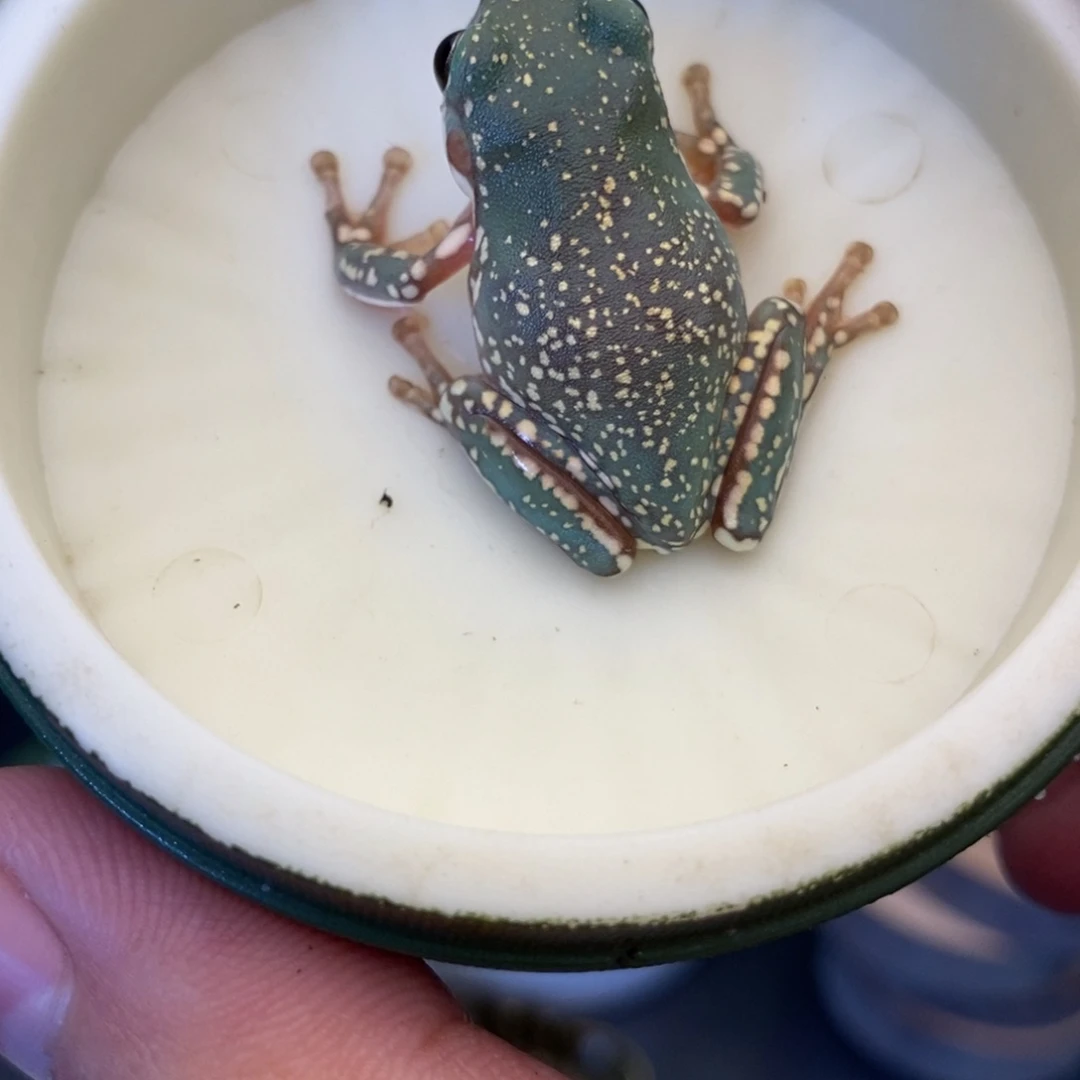 老爷树蛙蓝撒金暴雪