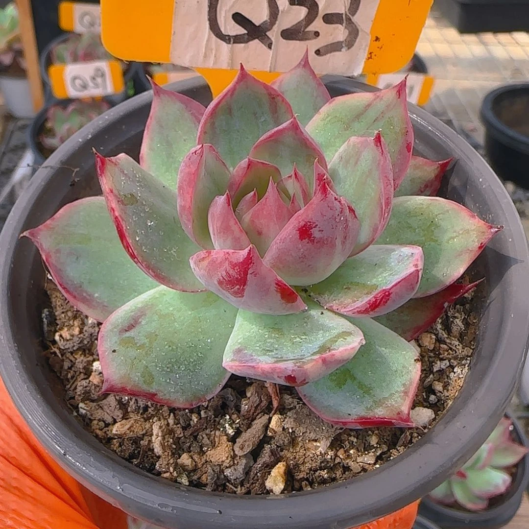 星*Q23 惊鸿仙子多肉