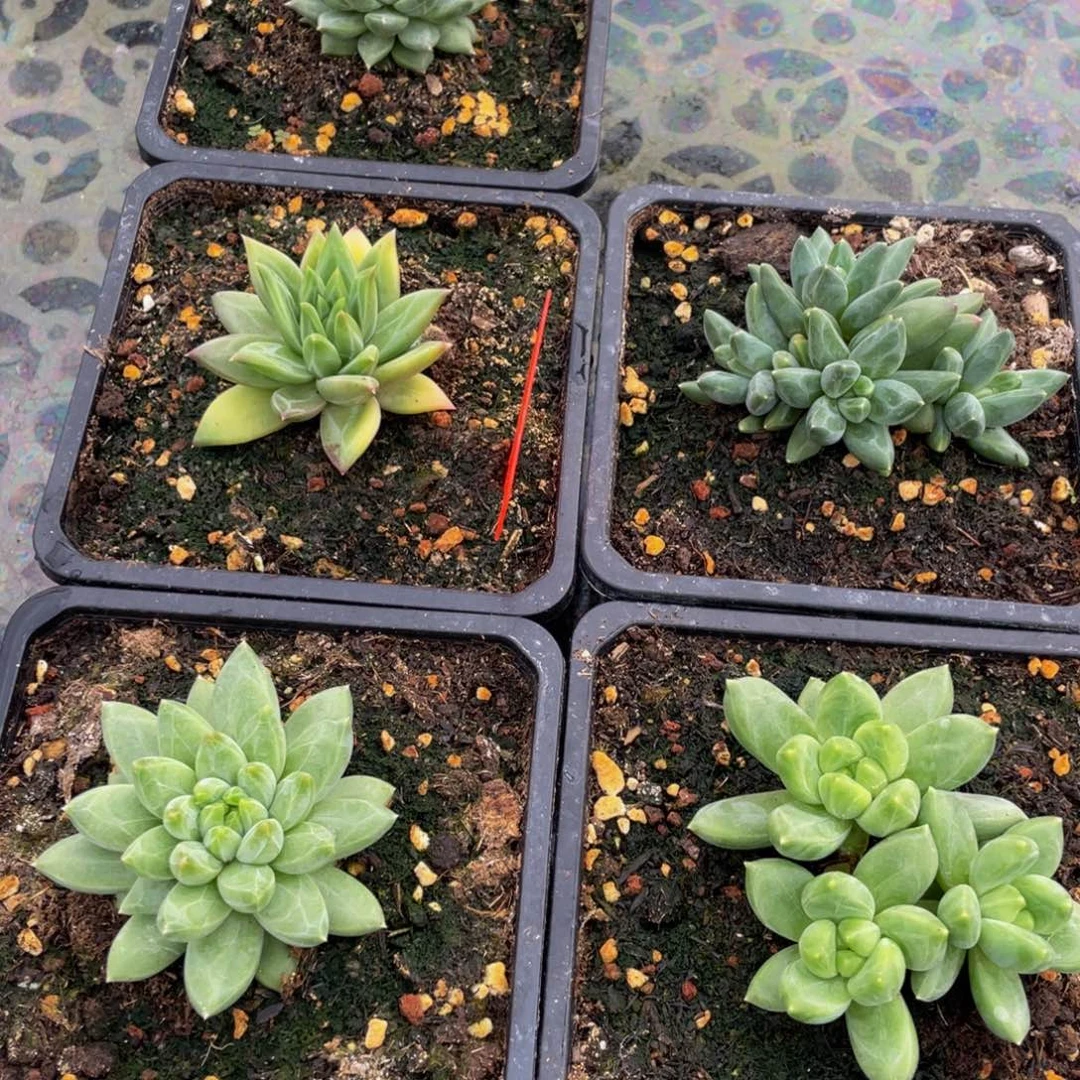 鱼****好看的多肉植物个体