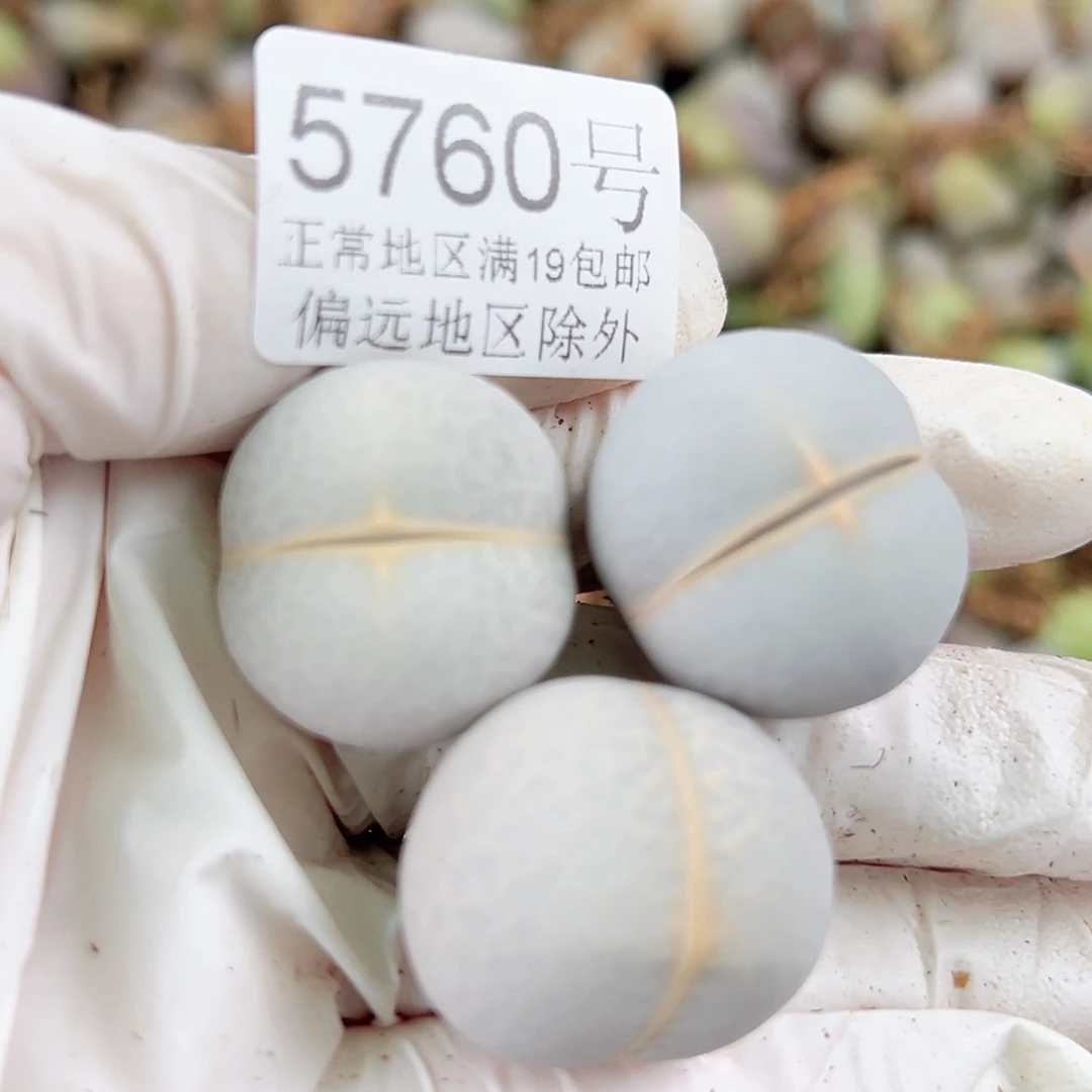 5760四年高尔夫三个2.3cm左右