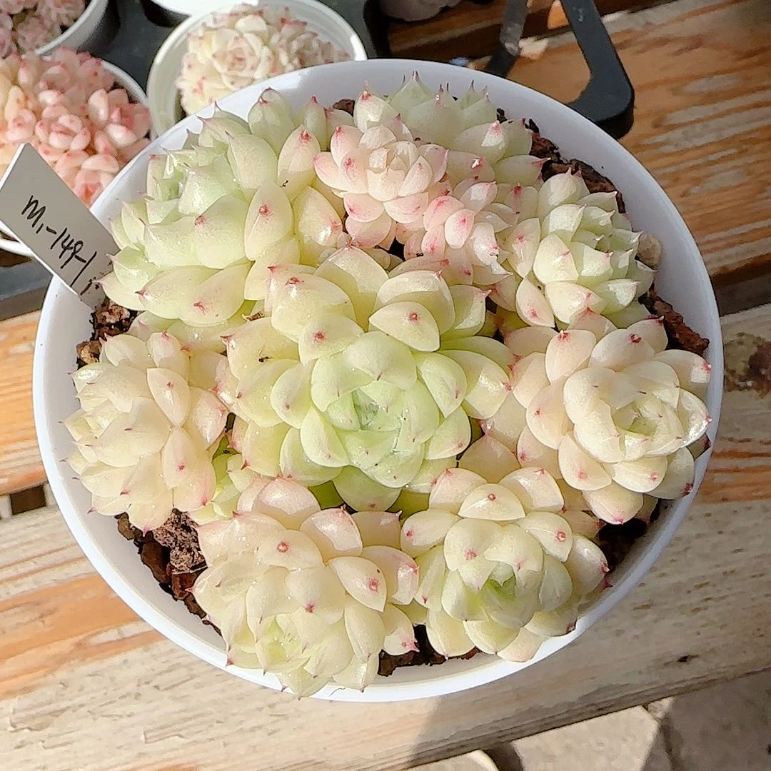 0102-40（m1-149-1）优选