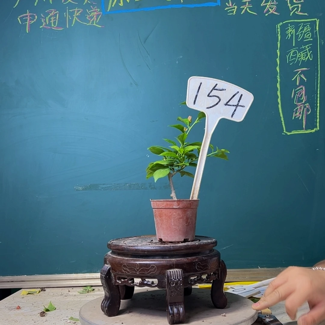 当前无花栽培后可以开花酒红掌中宝 154