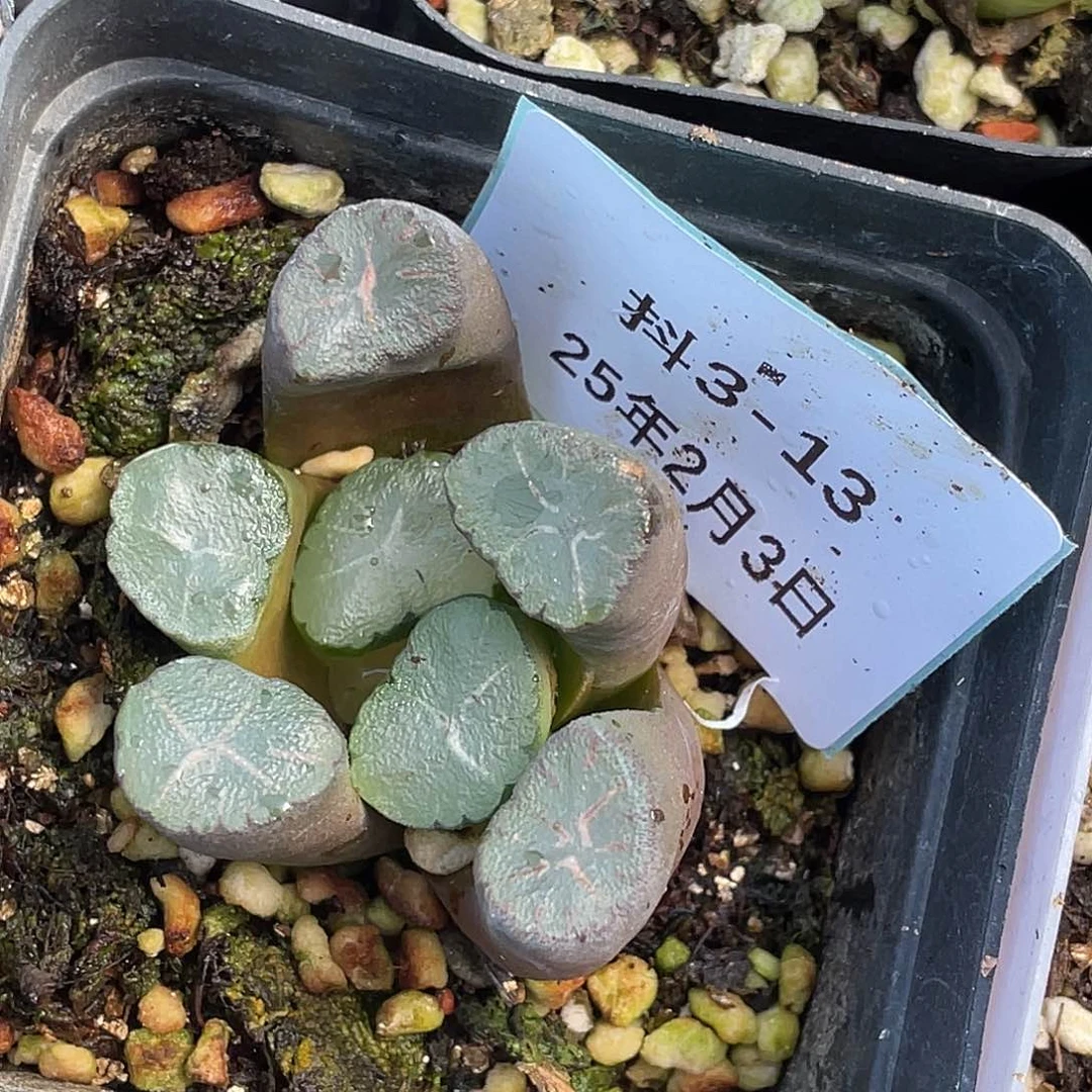 这***比3-13肉锥多肉植物