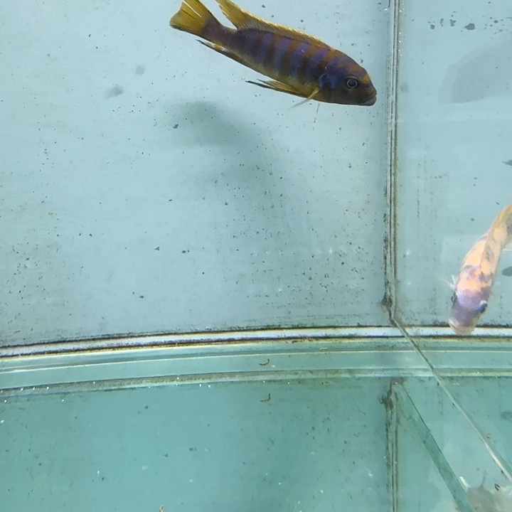 霓虹灯鱼麒麟斑马1059。