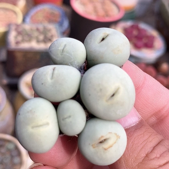 3535大嘴小红嘴一颗