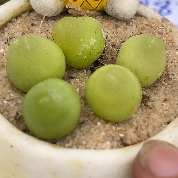 14564大葫芦一颗