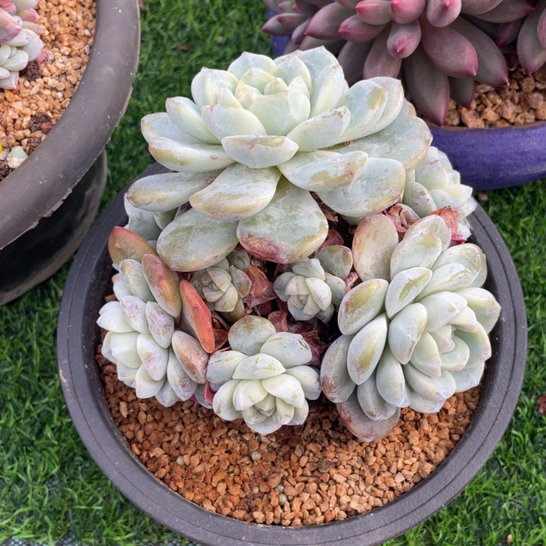 冰玉群生多肉植物一物一拍