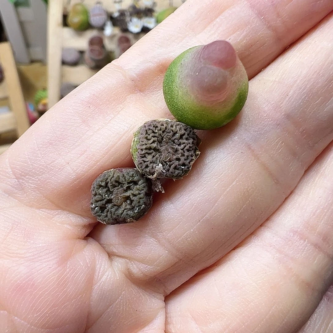 无花朵拉登➕烧麦……………………