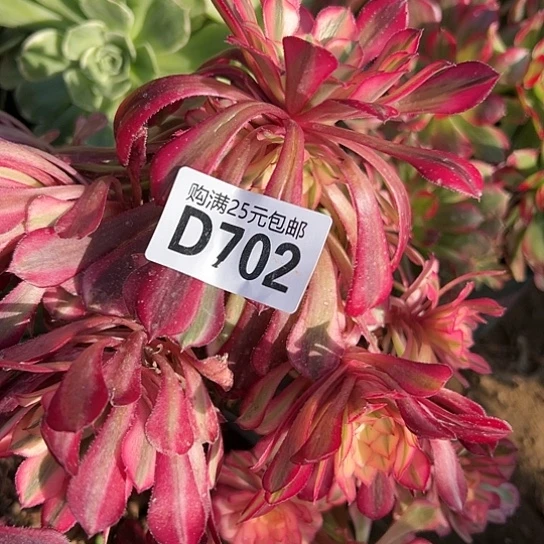 微**笑多肉植物一个缺枝