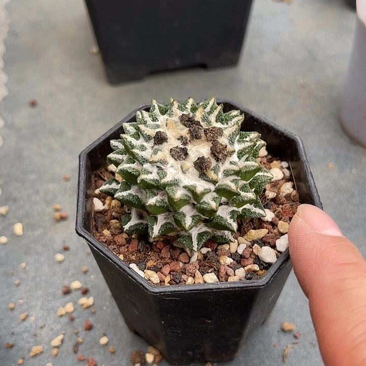 无花朵黑牡丹大单头一物一拍