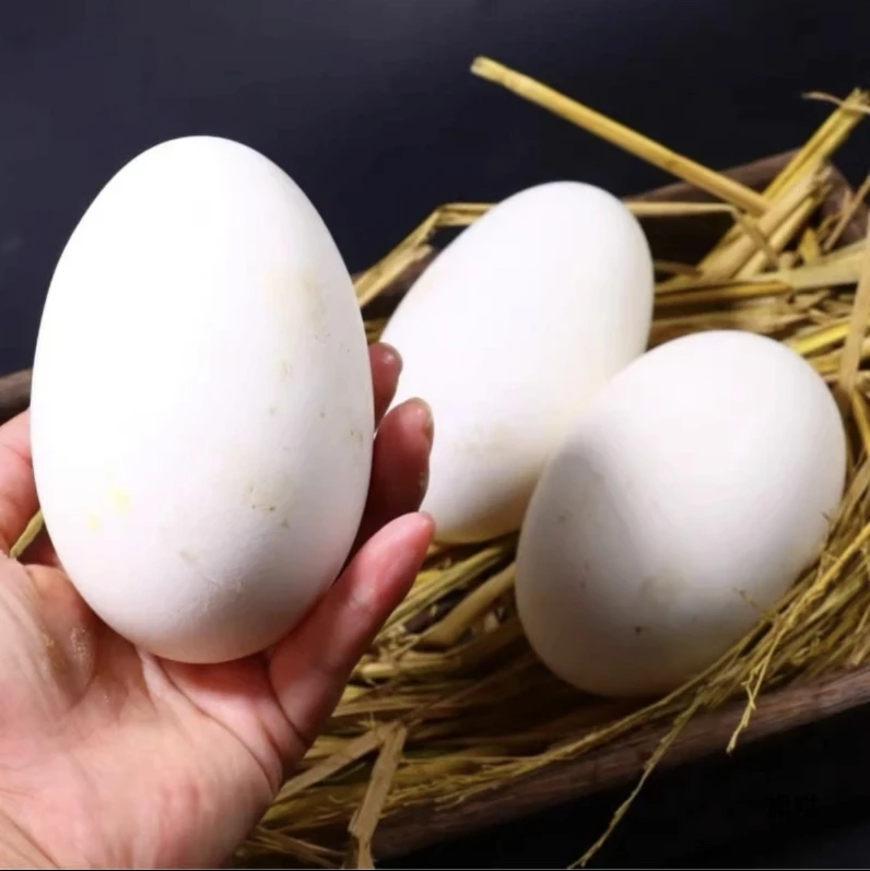 正宗农家散养土鹅蛋新鲜大鹅蛋安心蛋20枚 破损包赔