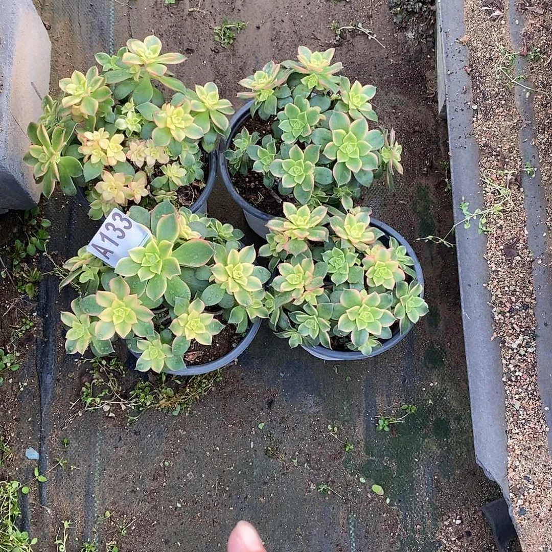 吉****艳日辉多肉法师133四颗