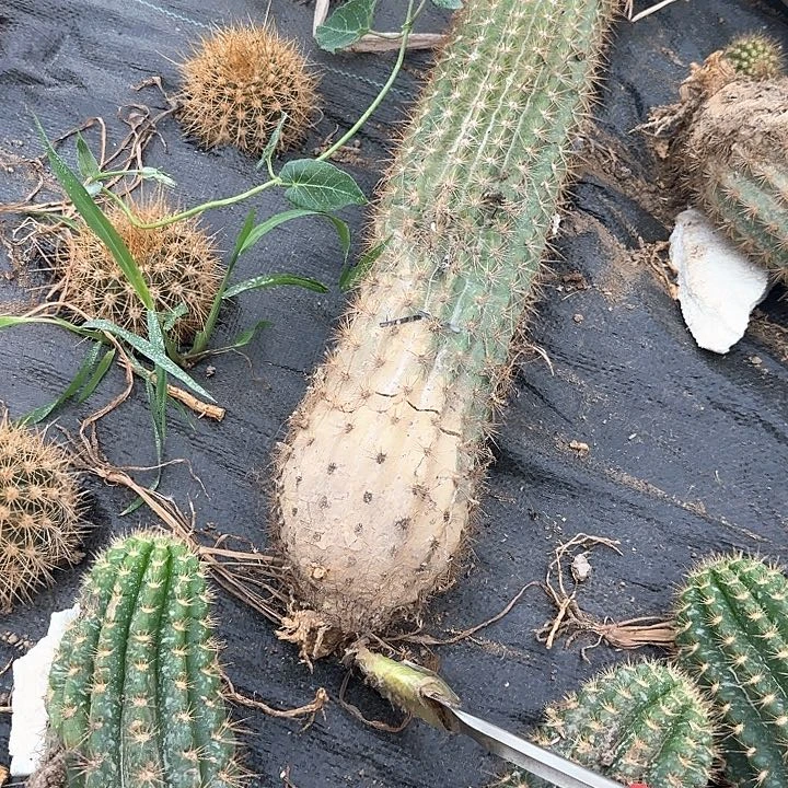 回***忆马可波罗列开的80的毛花柱