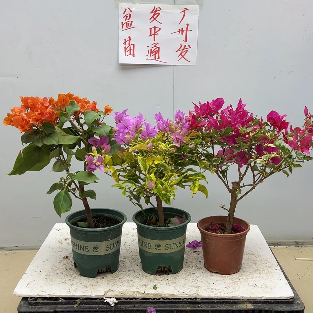 大部分花苞少量开放明扬橙、金边粉可爱，红碟组合