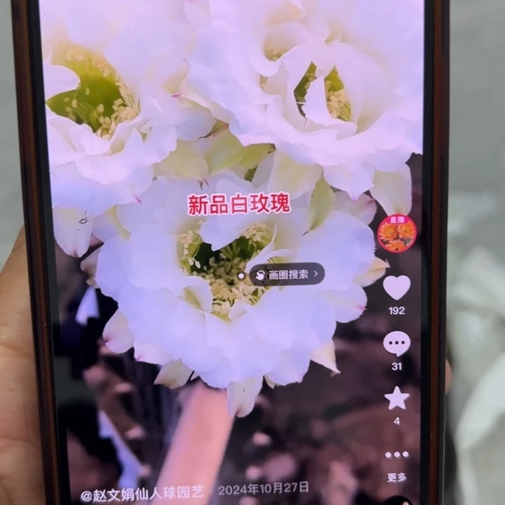 仙人球带根彩草白玫瑰