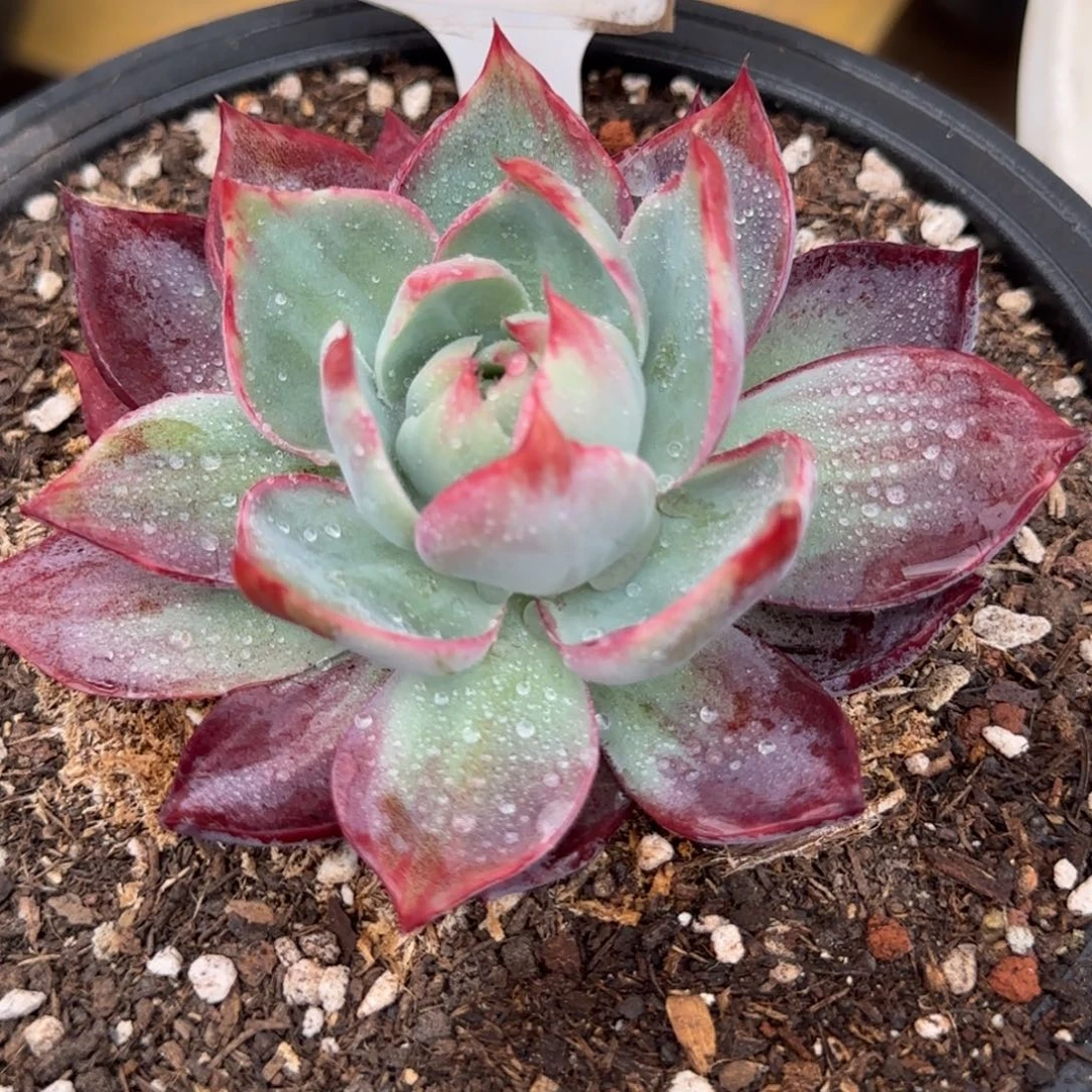 惊鸿一物一拍包装收缩花旱778