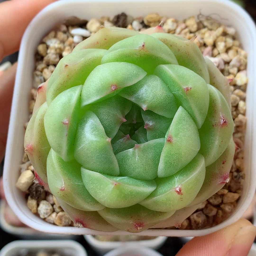 15麦秆58包邮  群生不包整