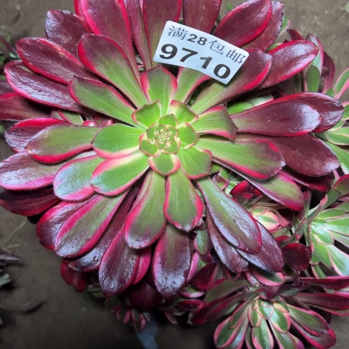 9710香奈儿多肉植物