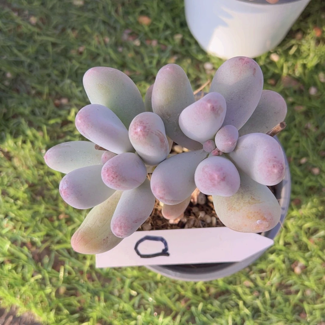 香玉的故事是一个人的故事