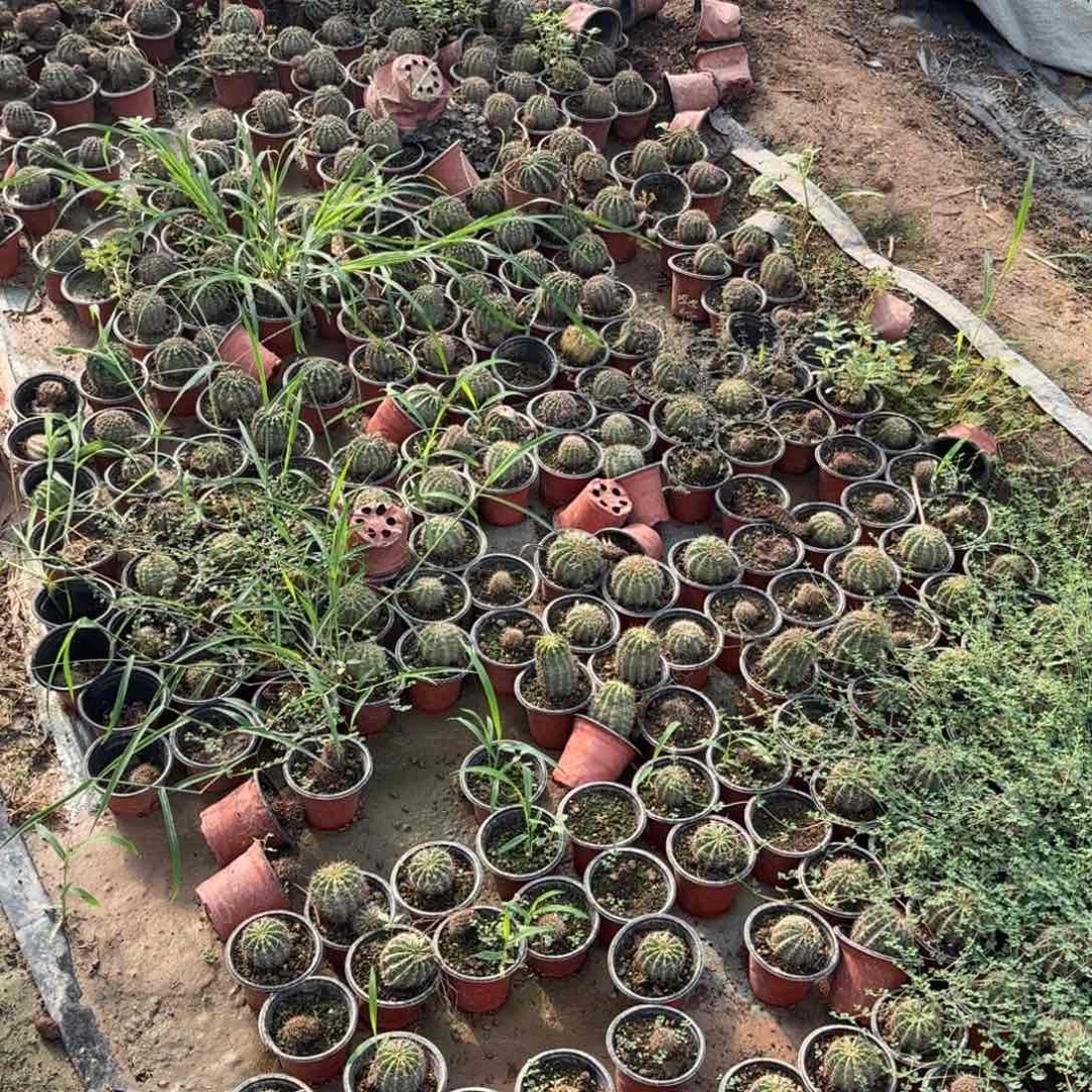 带根8颗混品瑕疵无售后