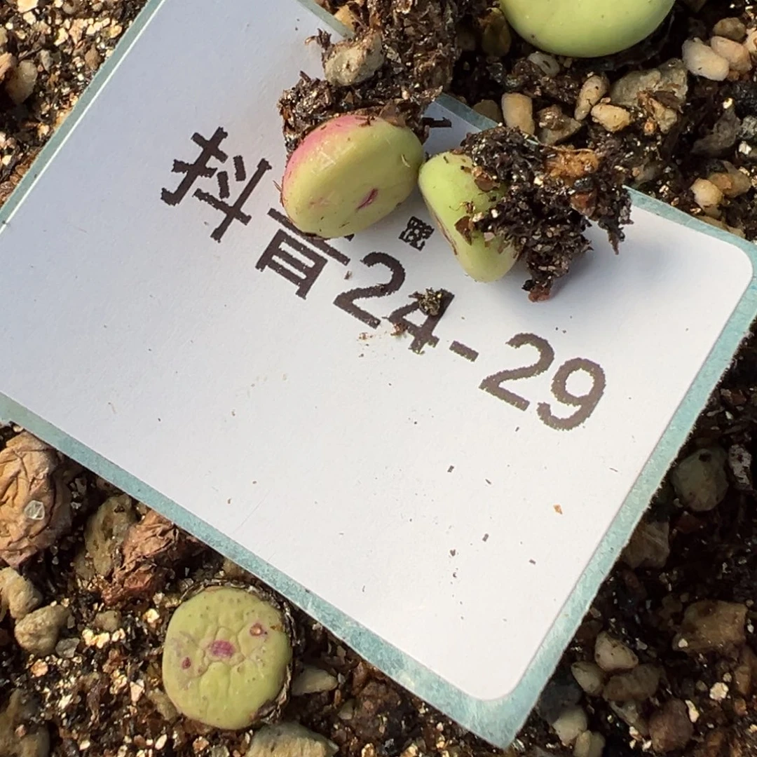 24-29量拍产地se小红嘴一颗