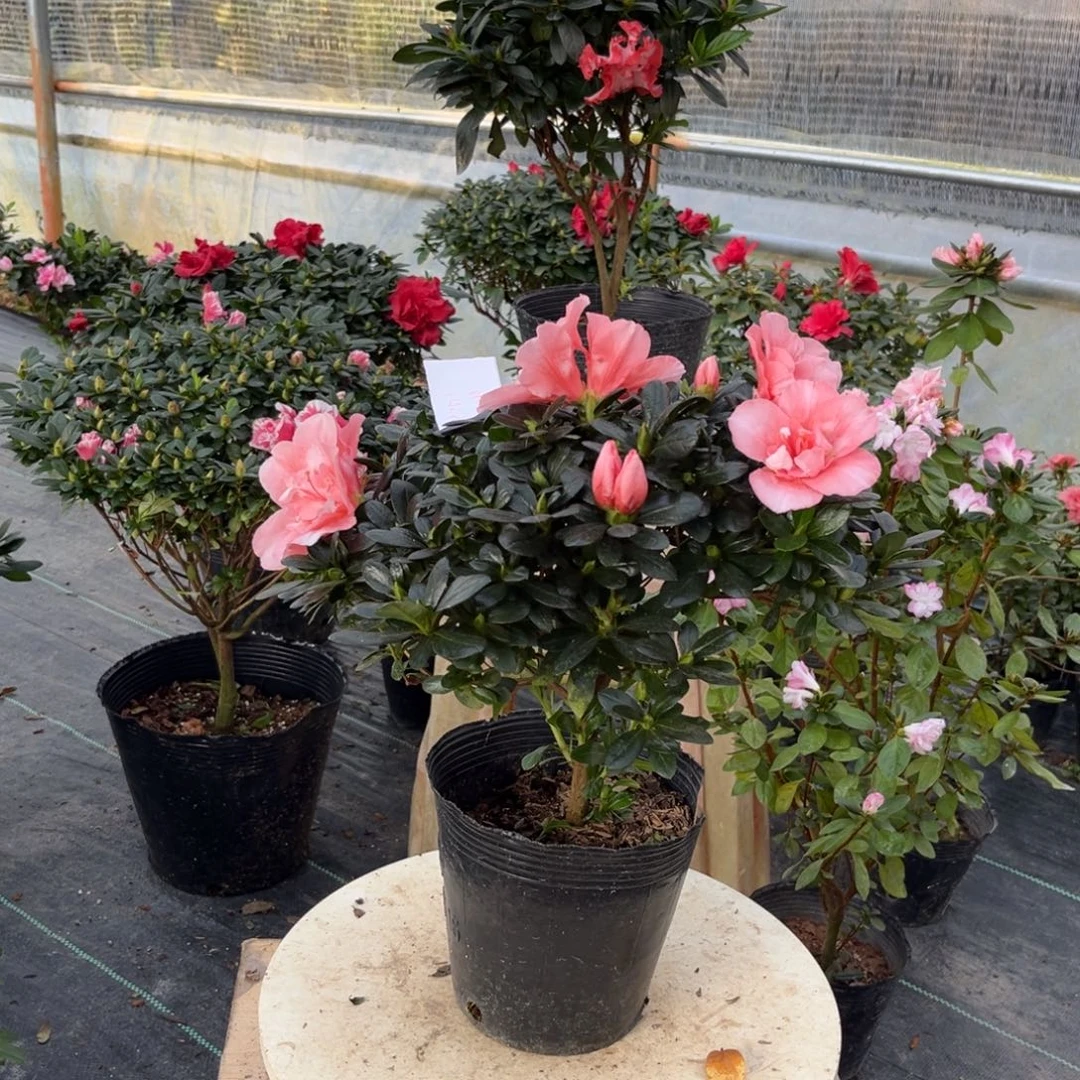 用***1当前无花栽培后可以开花