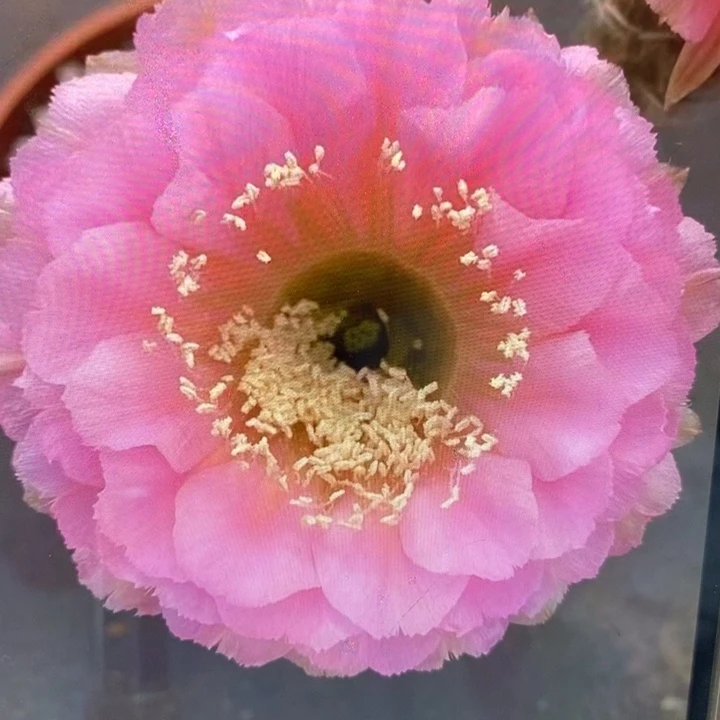 彩草19号侧芽3公分左右